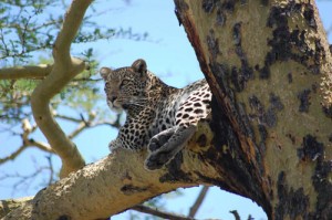Ngorongoro crater leopard