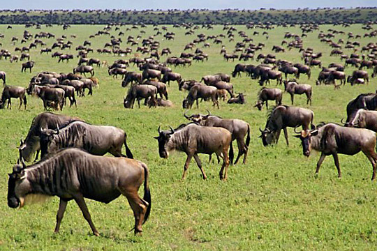 Image result for serengeti migration