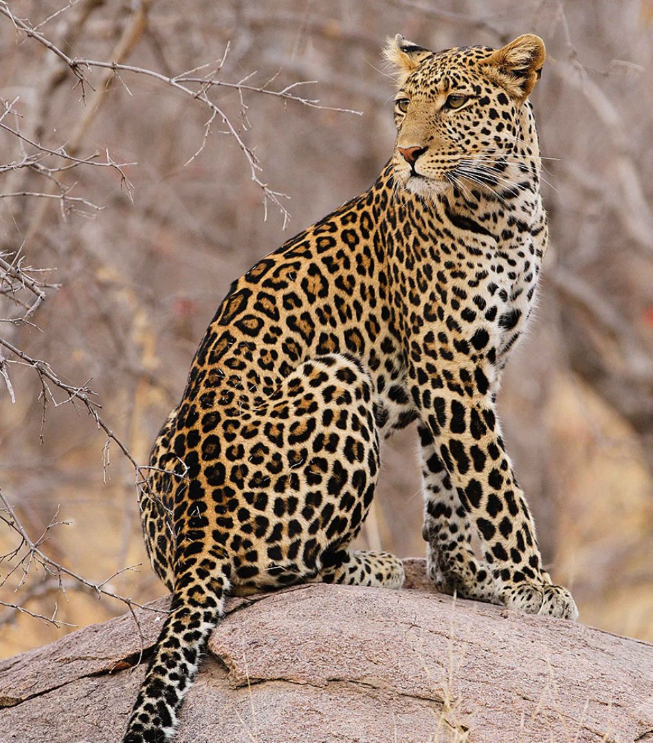 Tanzania Leopard Safari